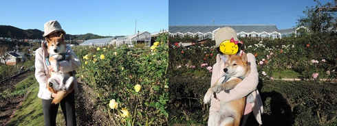 柴犬蓮君のお散歩・おさんぽ