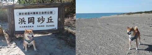 柴犬蓮君のお散歩・おさんぽ