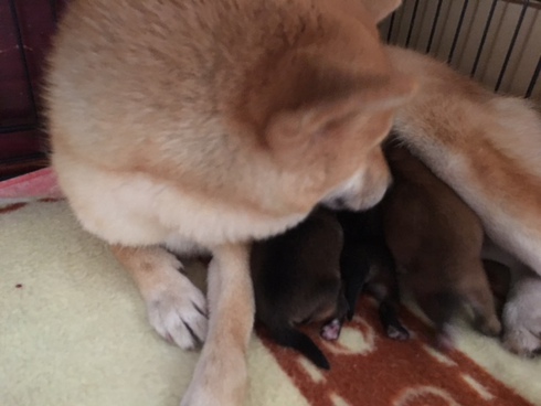 柴犬キキちゃん出産しました。
