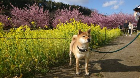 柴犬りく君お出かけしました。