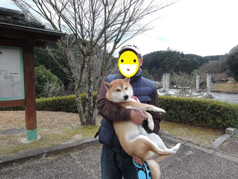 柴犬蓮君の正月散歩