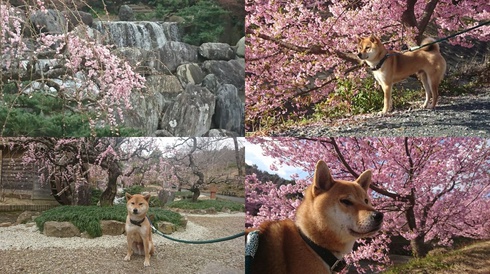 柴犬りく君お出かけしました。