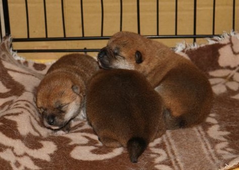 可愛い柴犬の子犬たち