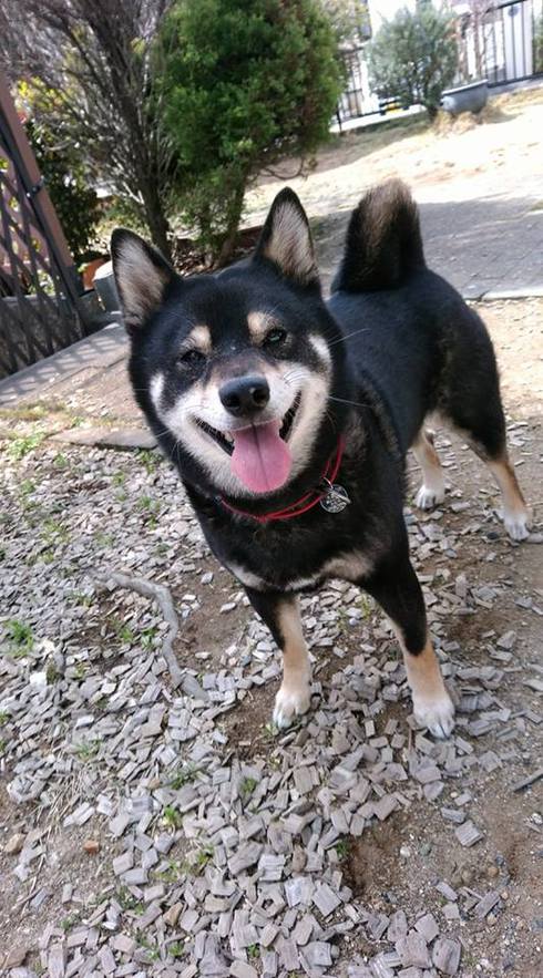 笑う柴犬たち