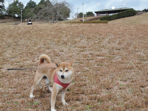柴犬蓮君の正月散歩