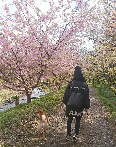 柴犬りく君お出かけしました。
