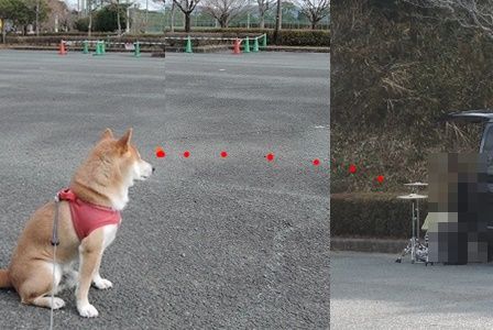 柴犬蓮君の正月散歩