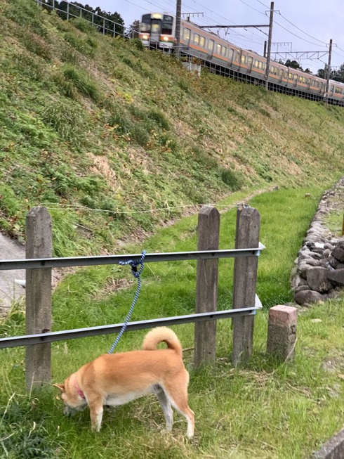 まめた君と電車