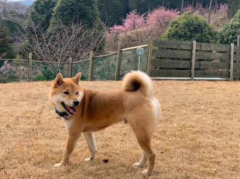 柴犬りく君お出かけしました。
