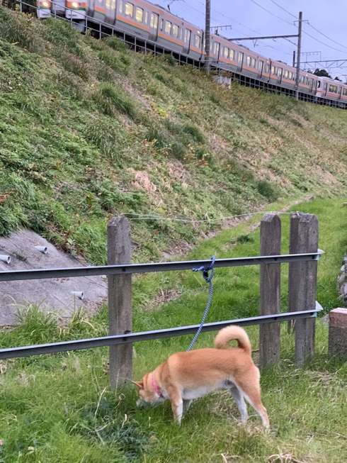 まめた君と電車