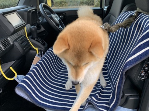 シートベルトをするニノ君