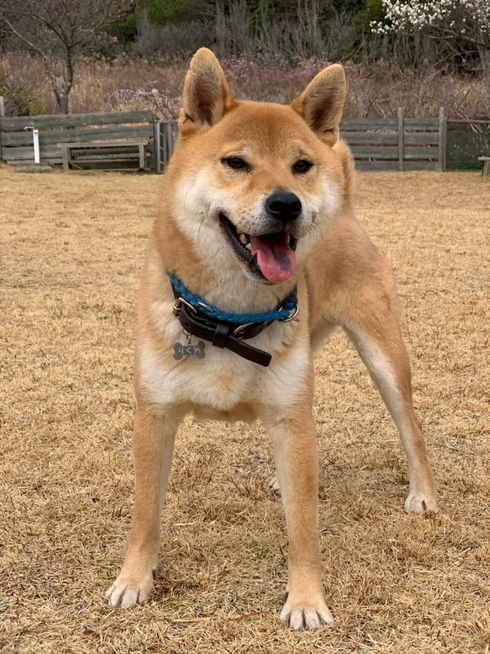 柴犬りく君お出かけしました。