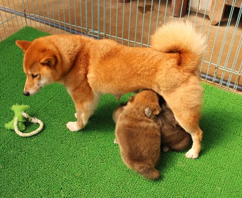 母はじっとがまん！