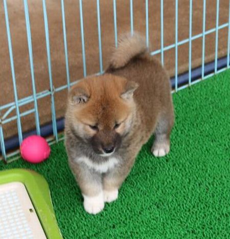 可愛くなってきました