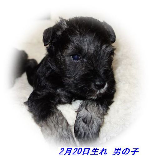 Mｼｭﾅｳｻﾞｰの子犬生まれています｡