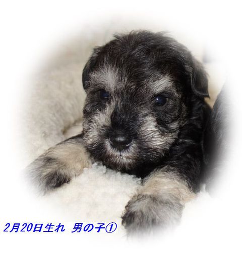 Mｼｭﾅｳｻﾞｰの子犬生まれています｡