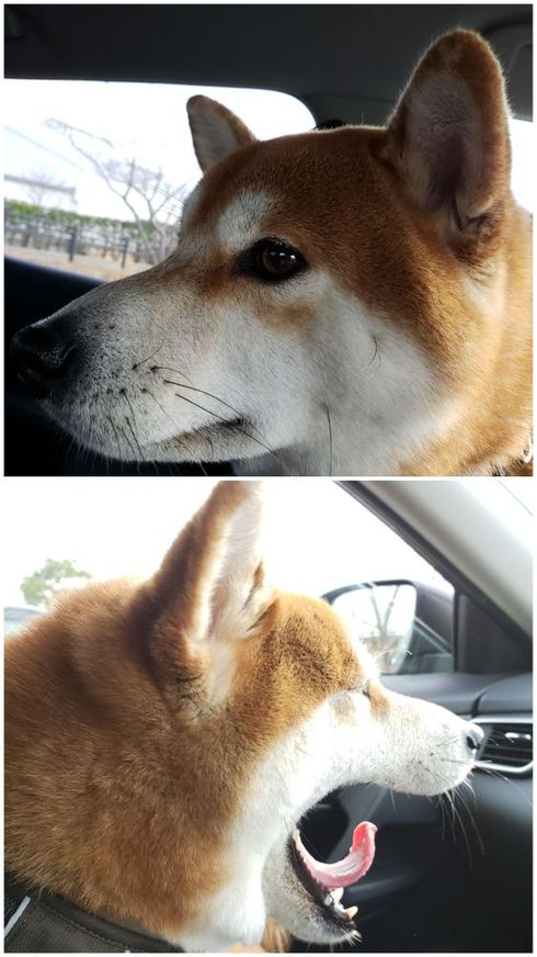 はしゃぎ疲れて柴犬ロク君大あくびッス