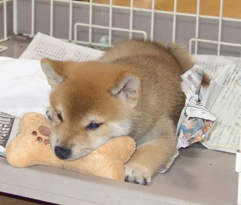 柴犬４５日め
