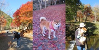 柴犬蓮君のお散歩・おさんぽ