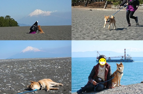 柴犬りく君お出かけしました。