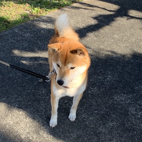 柴犬ころすけ君が来たよ
