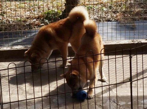 幼犬が遊んでいます。