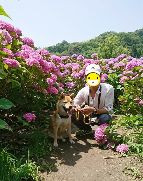 あじさいと柴犬