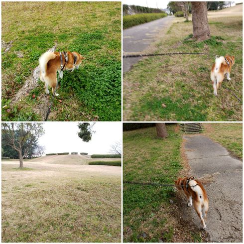 はしゃぎ疲れて柴犬ロク君大あくびッス