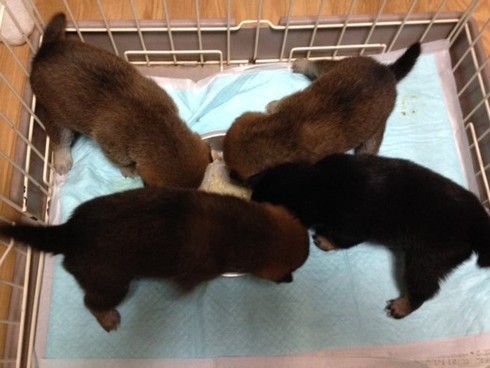 初めての食事