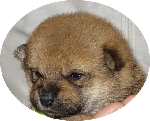 気になる子犬