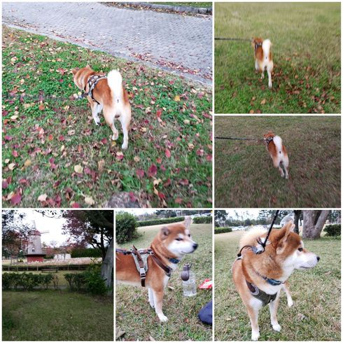 柴犬ロク君中田島公園へ