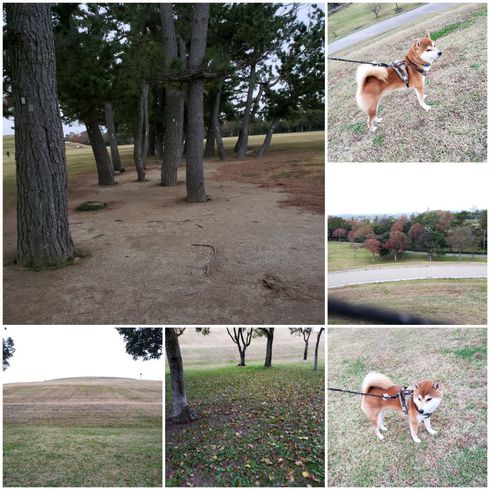 柴犬ロク君中田島公園へ