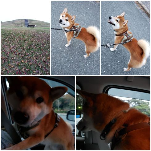 柴犬ロク君中田島公園へ