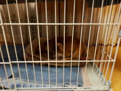 柴犬ロク君中田島公園へ