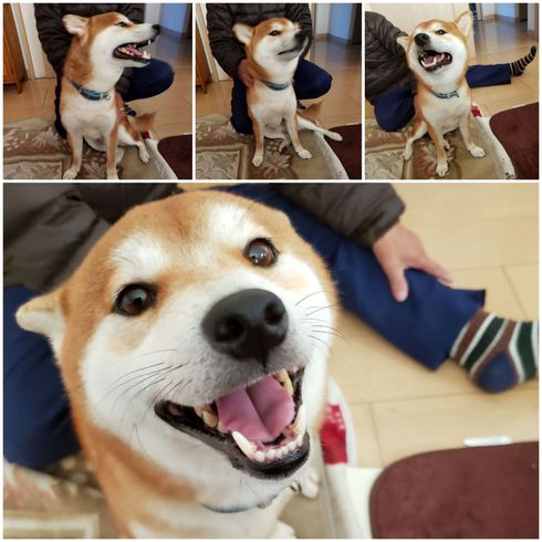 柴犬ロク君中田島公園へ