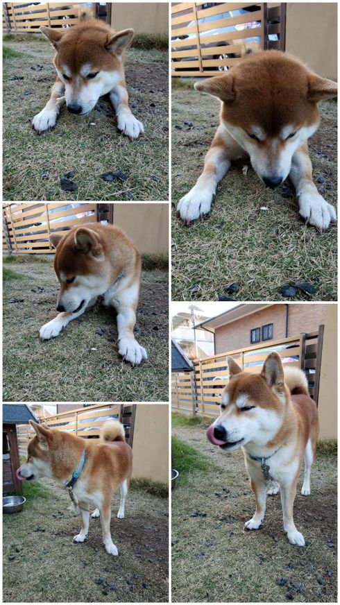 柴犬ロク君中田島公園へ