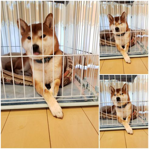 柴犬ロク君中田島公園へ