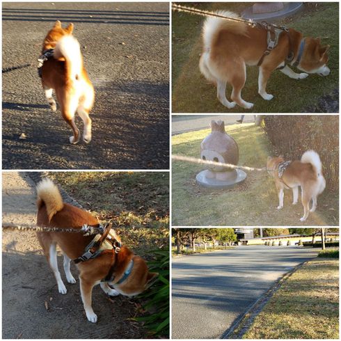 ヘソ天柴犬ロク君