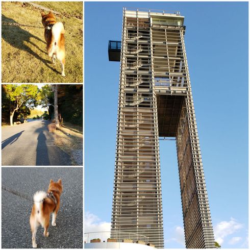 ヘソ天柴犬ロク君