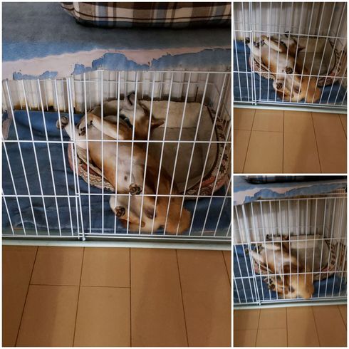ヘソ天柴犬ロク君