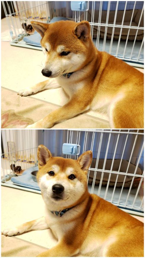 ヘソ天柴犬ロク君