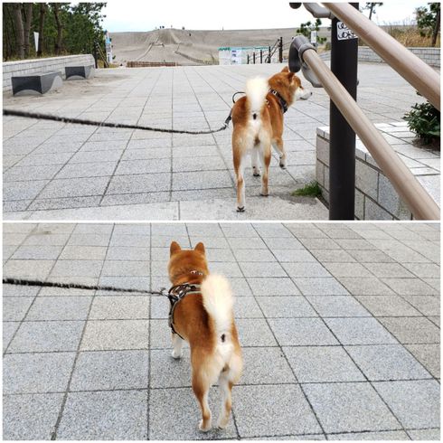 中田島砂丘と海に大興奮した柴犬ロク君