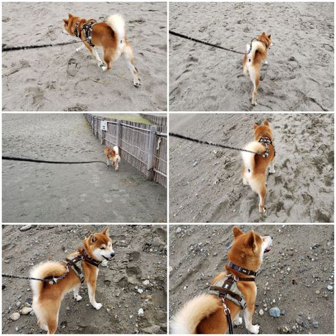 中田島砂丘と海に大興奮した柴犬ロク君
