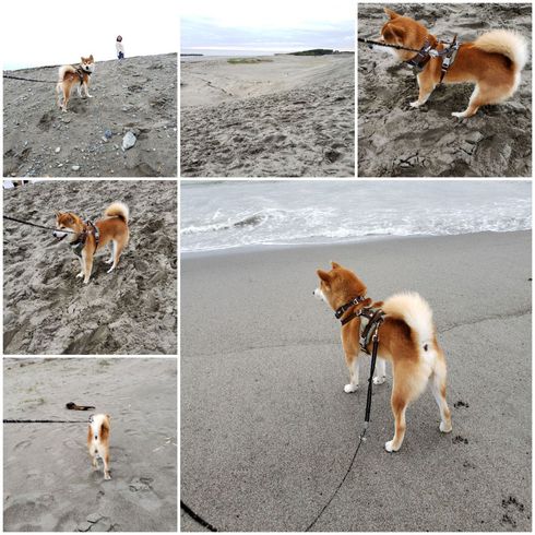 中田島砂丘と海に大興奮した柴犬ロク君