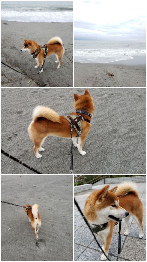 中田島砂丘と海に大興奮した柴犬ロク君