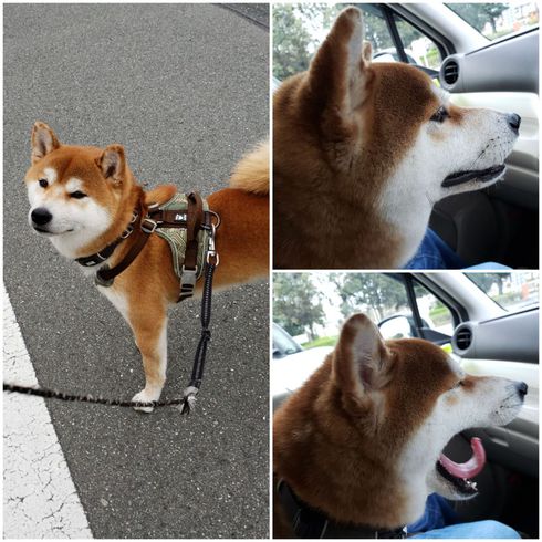 中田島砂丘と海に大興奮した柴犬ロク君