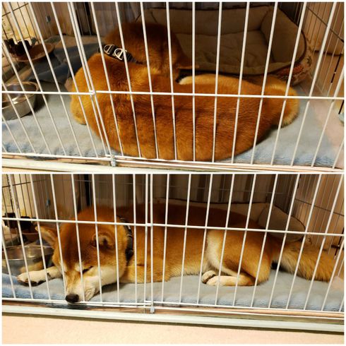 中田島砂丘と海に大興奮した柴犬ロク君