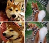 柴犬ロク君の近況です