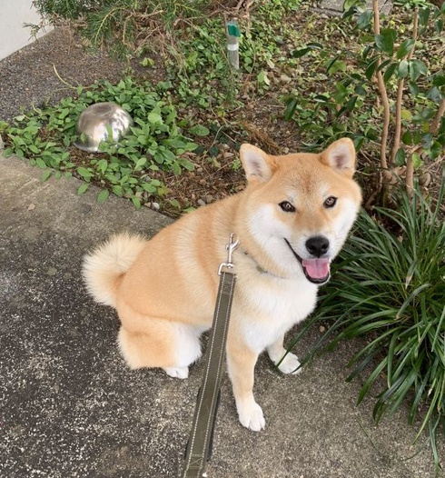 柴犬ニノ君神妙な面持ち