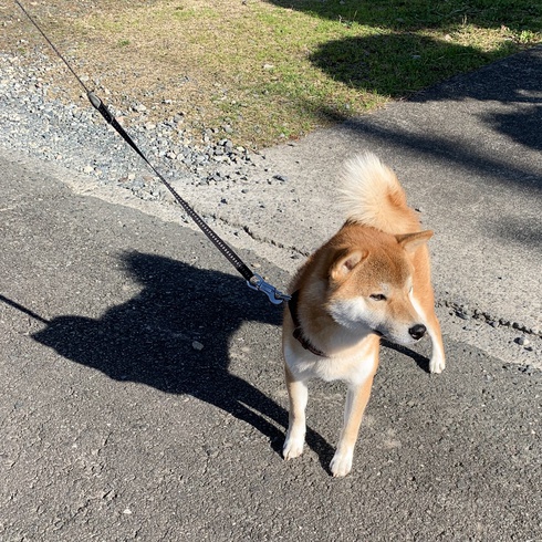 柴犬ころすけ君が来たよ